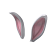 New Bunny Ears