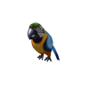 Macaw Shoulder Friend