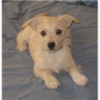 Spyders dog.jpg