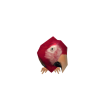 Pirate Parrot