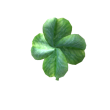 Four-Leaf Clover