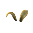 Dominus Cuniculus Aureus