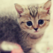 Kitty