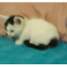 kitty lovers!
